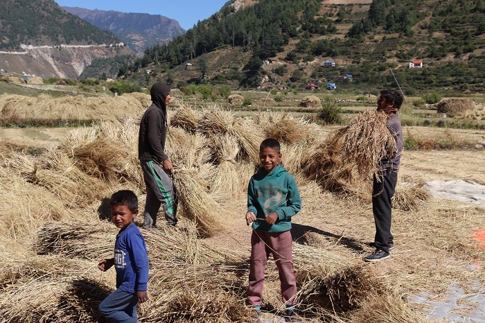 जुम्लामा मार्सी धान भित्र्याउने चटारो